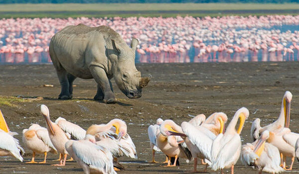 maasai mara national reserve 8 Days Kenya Safari