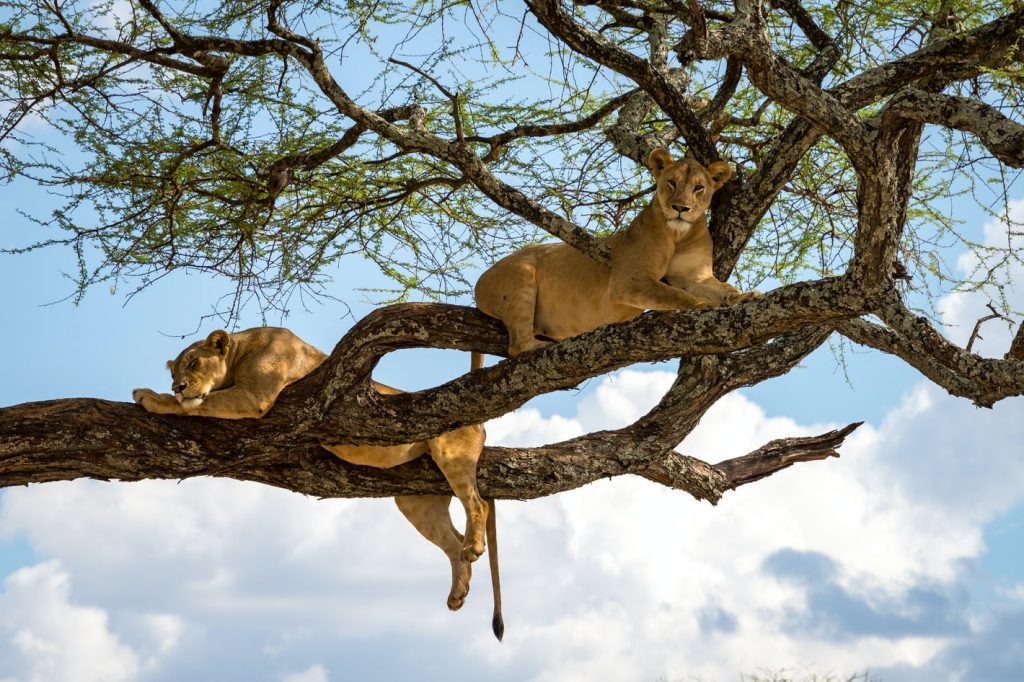 Wildlife safari in Uganda