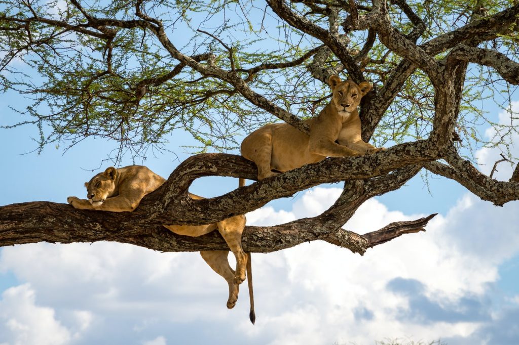 Queen Elizabeth Safari Uganda