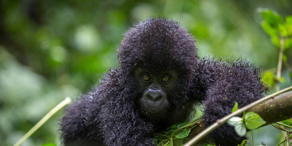 Bwindi Impenetrable National Park