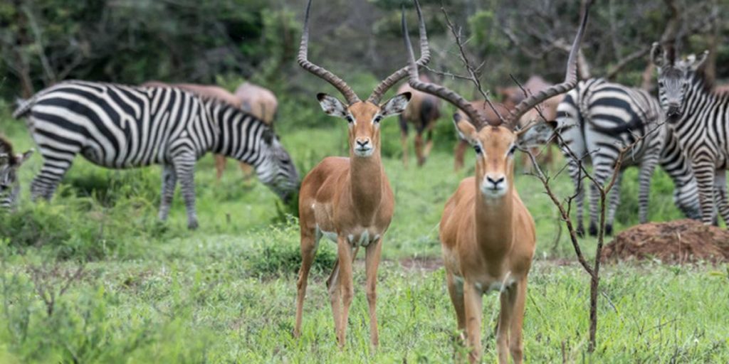 bird watching tour Uganda