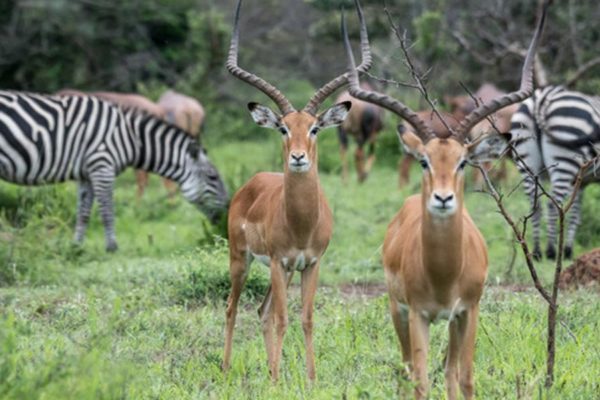 bird watching tour Uganda bird watching tour Uganda