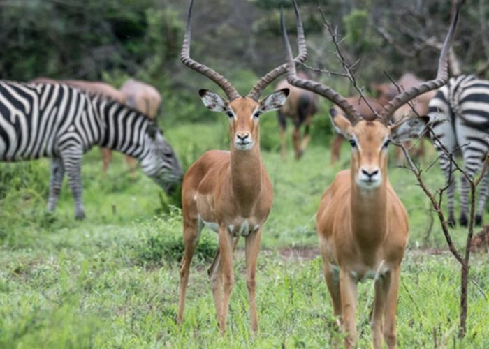 bird watching tour Uganda bird watching tour Uganda
