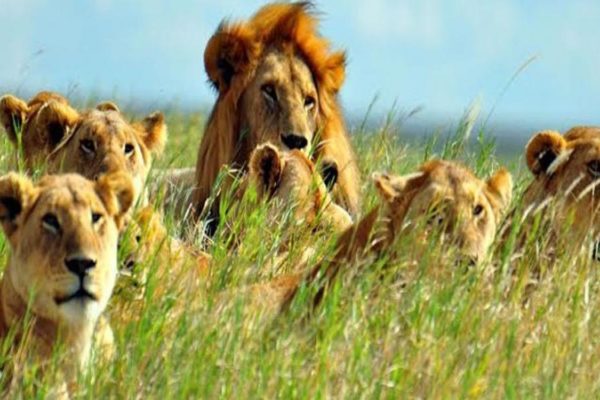 Kenya wild adventure Kenya wild adventure