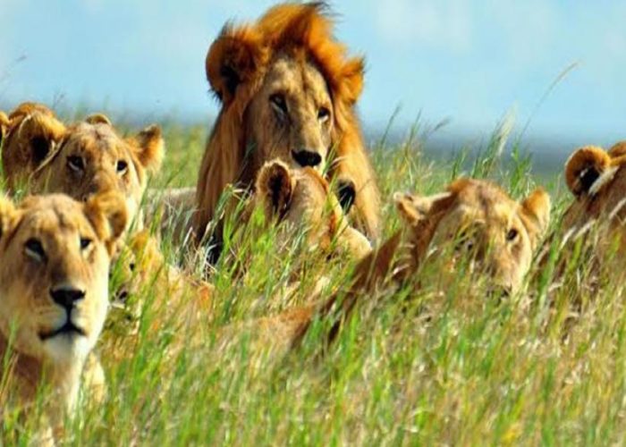 Kenya wild adventure Kenya wild adventure