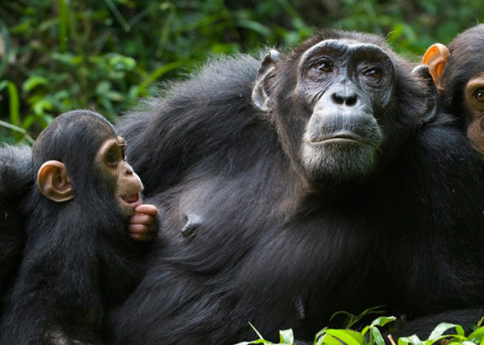 chimp1 Kibale Forest National Park