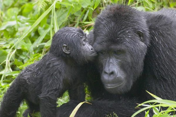 Gorilla safaris Gorilla safaris