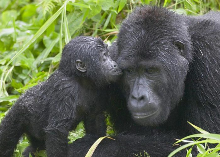 Gorilla safaris Gorilla safaris