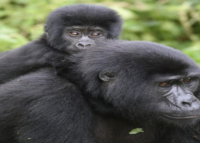 Gorilla trek Uganda Gorilla trek Uganda