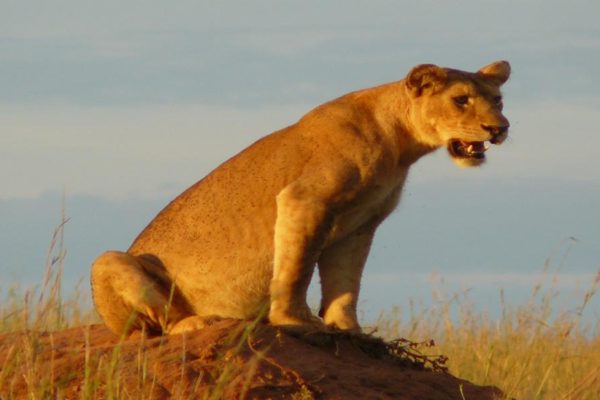 samburu Tanzania safari