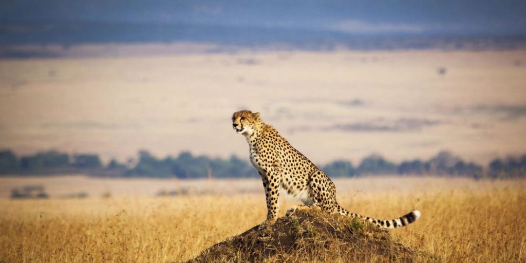 7 days Tanzania experience safari