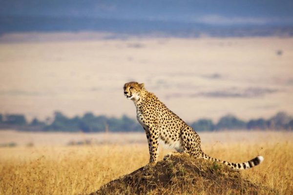 Kenya safari Kenya wildlife