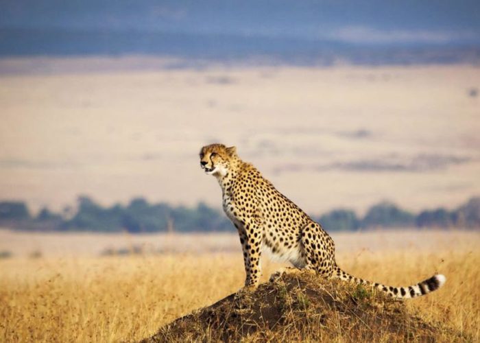 Kenya safari Kenya wildlife