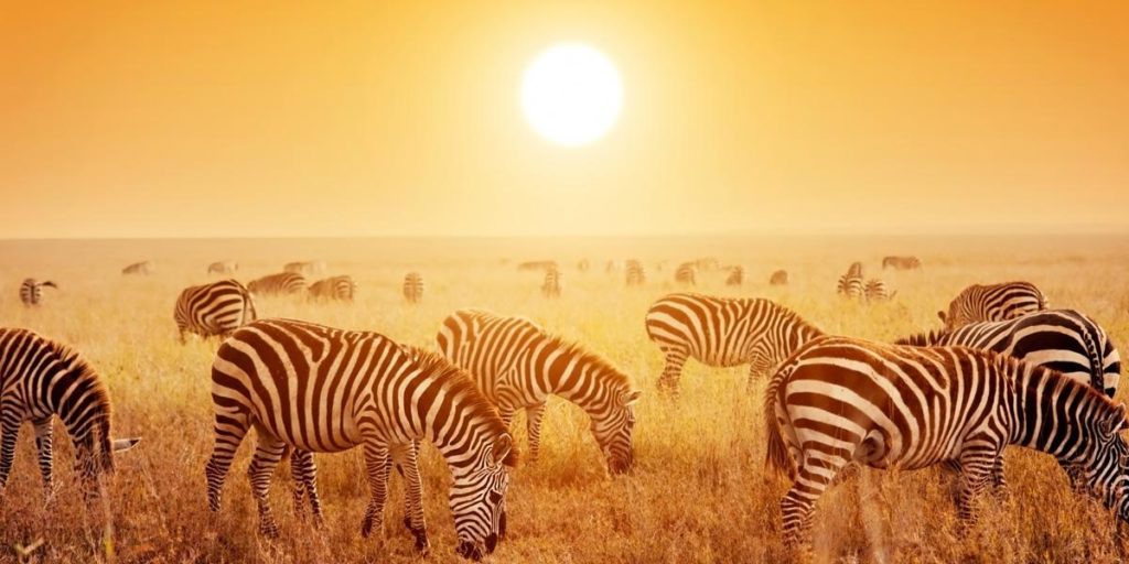15 Days Wildlife Safari Kenya
