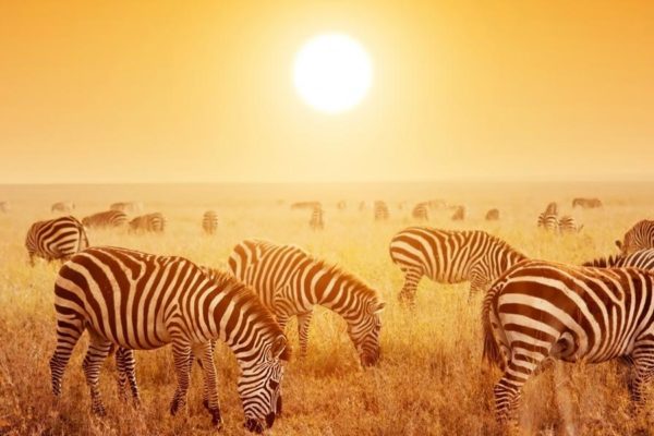 serengeti-national-park_0 6 Days Best Tanzania Safari