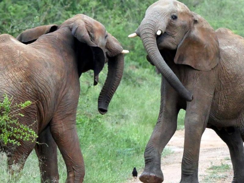 African Bush Elephants Uganda Safari